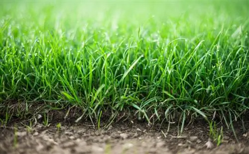 Rolling turf or sowing: advantages and disadvantages of both types of lawn