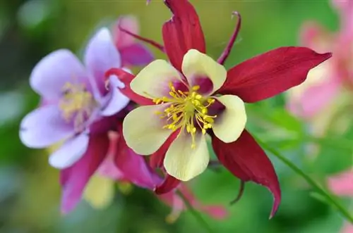 Hvornår blomstrer akeleje?