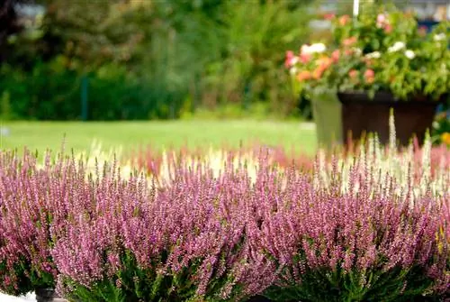 Heather and snail infestation