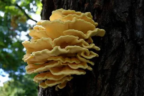 jamur kuning di batang pohon