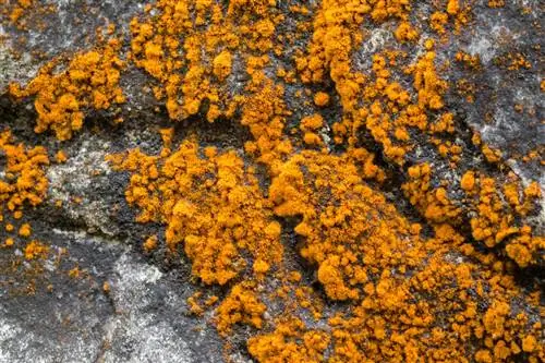 rouille sur le tronc de l'arbre