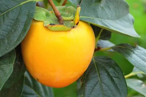 Persimmon oorsprong