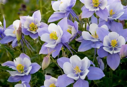 Columbine perenn: Så länge blommar den magiska perennen