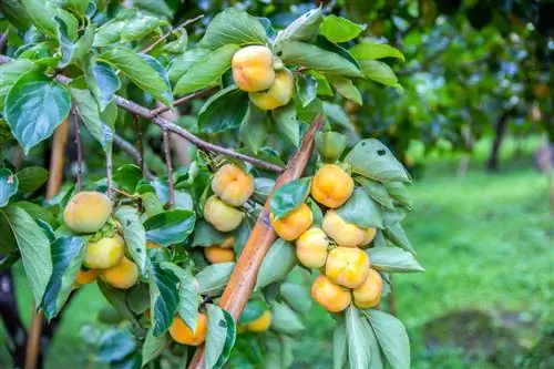 Plant persimmons