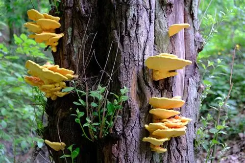 ¿Son comestibles los hongos en los troncos de los árboles?