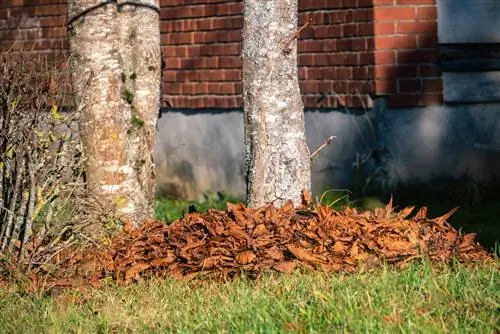 foglie attorno al tronco dell'albero