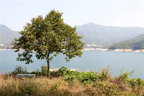 Cuidado del árbol de caqui