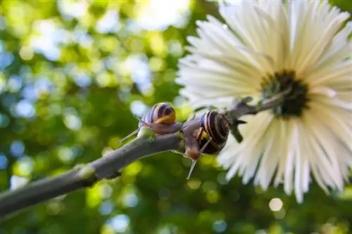 Eten slakken chrysanten? Feiten en waarborgen