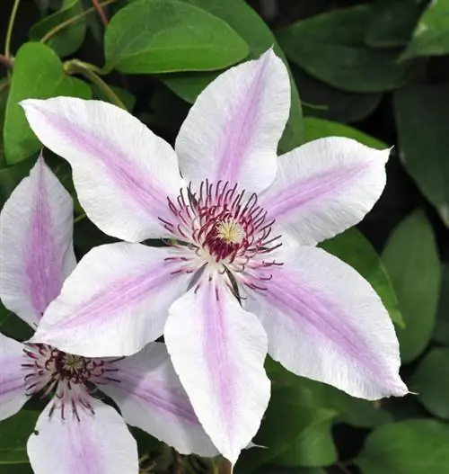 Clematis in die tuin: Dit is hoe jy die heining perfek groen maak