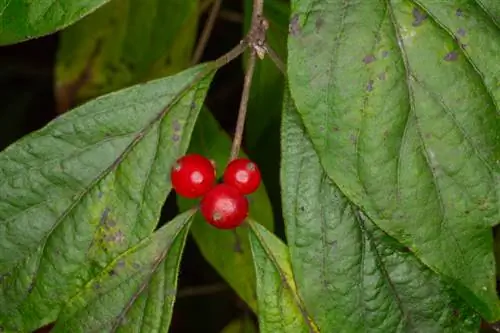 Honeysuckle bolan