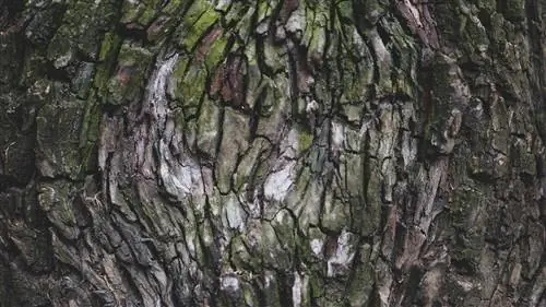 Macchie bianche sul tronco dell'albero