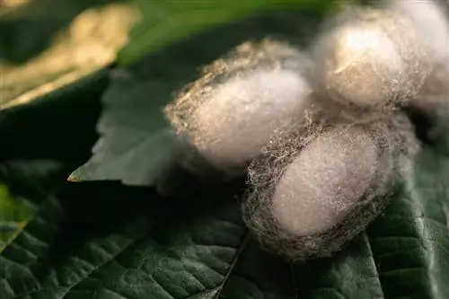 white-cocoon-on-the-tree-trunk