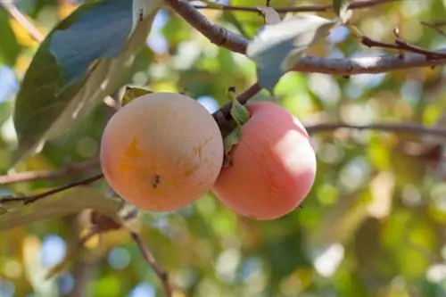 Persimmon ntoo ntau yam hauv kev sib piv: saj, kev loj hlob thiab kev saib xyuas