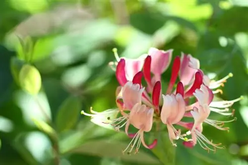 Variétés de chèvrefeuille