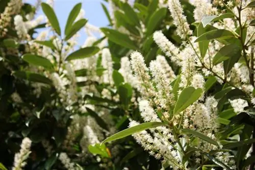 Cherry laurel varieties