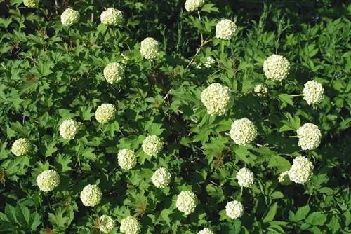 Support snowball hydrangea