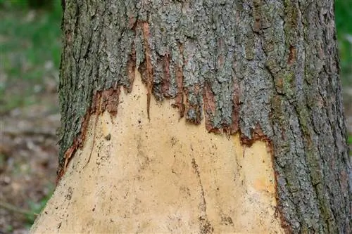 corteccia d'albero mangiata