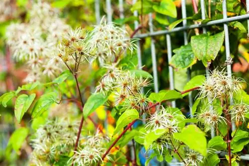 Folhas amarelas de Clematis: causas e soluções