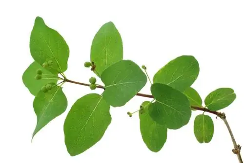 Honeysuckle cuttings