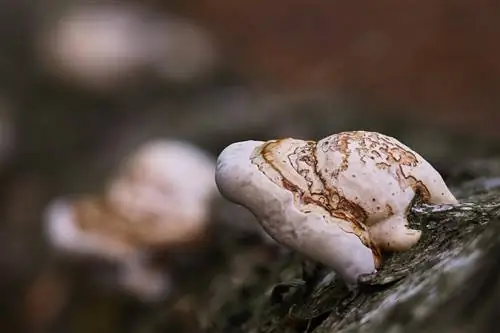 b altas-grybas-ant-medžio-kamieno