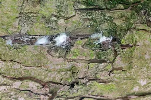 muffa bianca sul tronco dell'albero