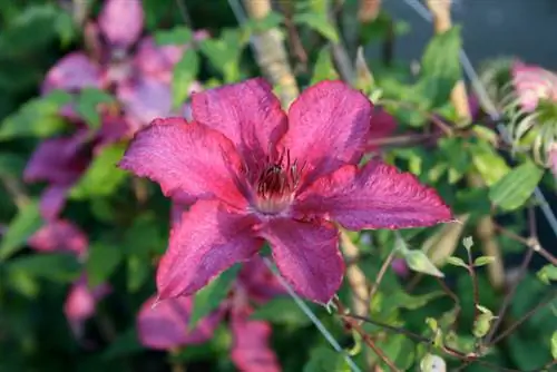 Clematis poisonous to dogs? What you should know