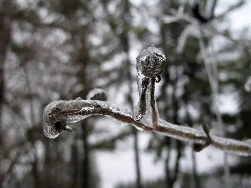 Winterharde kamperfoelie: kunnen ze vorst en kou overleven?