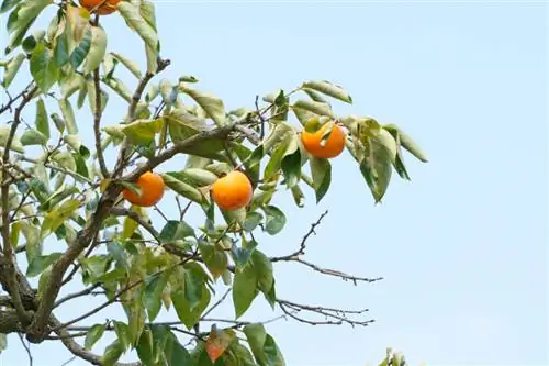 Pagputol ng persimmon tree: Ito ay kung paano mo makuha ang perpektong hiwa