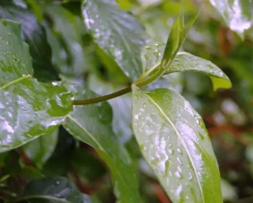 Honeysuckle አያብብም፡ ሊሆኑ የሚችሉ ምክንያቶች እና መፍትሄዎች