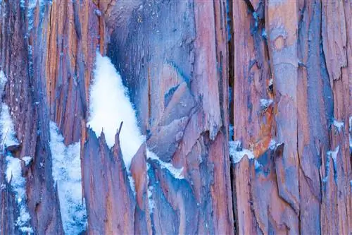 Traiter les fissures dans le tronc d'un arbre