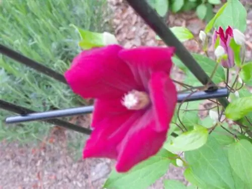 Watering clematis: This is how you properly care for the climbing plant