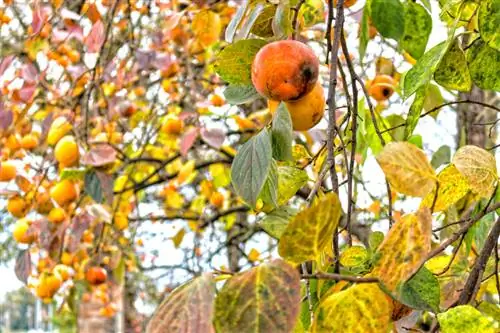 Manchas marrons de caqui