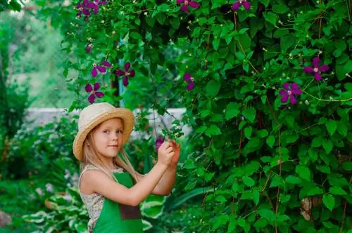 Clematis: Betapa beracunnya tumbuhan memanjat yang cantik ini?