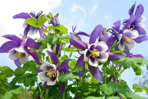 Columbine jellemzői