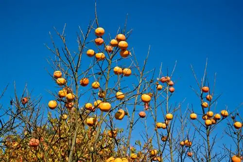 Albero di cachi resistente all'inverno: varietà e istruzioni per piantare