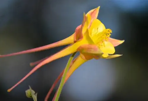 Columbine vrsta