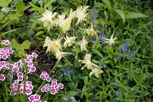 Transplanting columbines successfully: This is how it's guaranteed to work