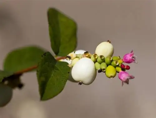 Honeysuckle & Co: Discover the diversity of the honeysuckle family