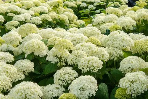 Verdeel sneeuwbalhortensia