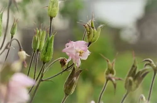 Propagating columbine: ib qho kev piav qhia ntawm peb txoj kev ua tau zoo