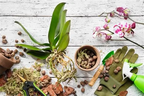 Cultivar orquídeas en arcilla expandida: ventajas y consejos