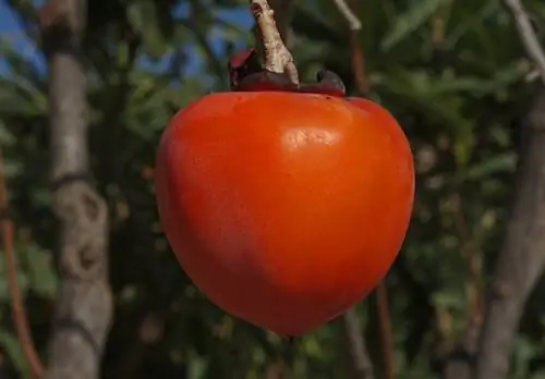 Kilalanin at tangkilikin ang mga hinog na prutas na persimmon: Ganito ito gumagana