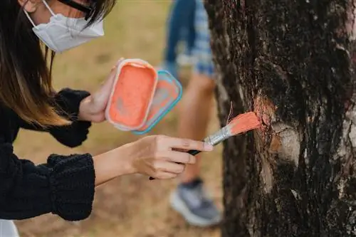 Tratamento de feridas em casca de árvore