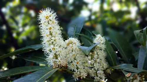 চেরি লরেল যত্ন: আমি কিভাবে সাদা আবরণ পরিত্রাণ পেতে পারি?