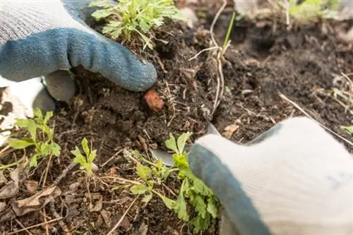 Plantera majsvallmo: tips för placering, jord och skötsel