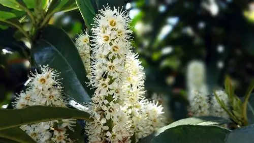 চেরি লরেল হার্ডি: কোন জাতগুলি ঠান্ডা সহ্য করতে পারে?