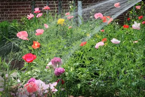 Watering instructions for corn poppies: ensures lush flowers