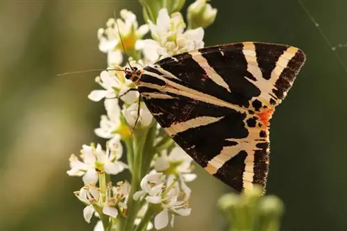 Ochranné opatrenia pre čerešňový vavrín v zime: Takto to funguje