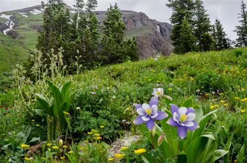 L'ancolie en hiver : quelle est la résistance de cette plante de jardin ?