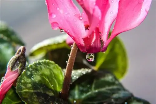 Regue o ciclâmen corretamente: isso manterá a planta saudável